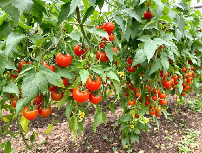 Paradicsom Tápoldatozása - Teljes Útmutató 2025