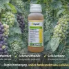Dynali gombaölő szer – difenokonazol + cyflufenamid | széles hatású szőlő fungicid