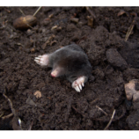 Vakondűző /BioFume/ füstpatron