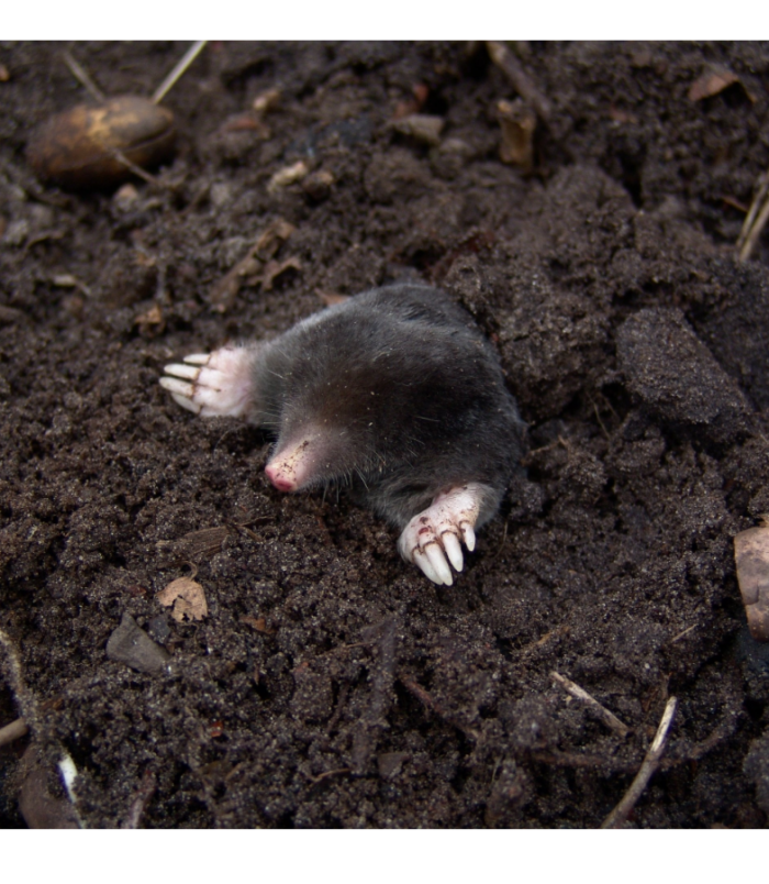 Vakondűző /BioFume/ füstpatron