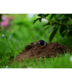 Vakondháló Vakondháló