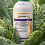 Karate Zeon rovarölő szer hernyó és kártevők ellen