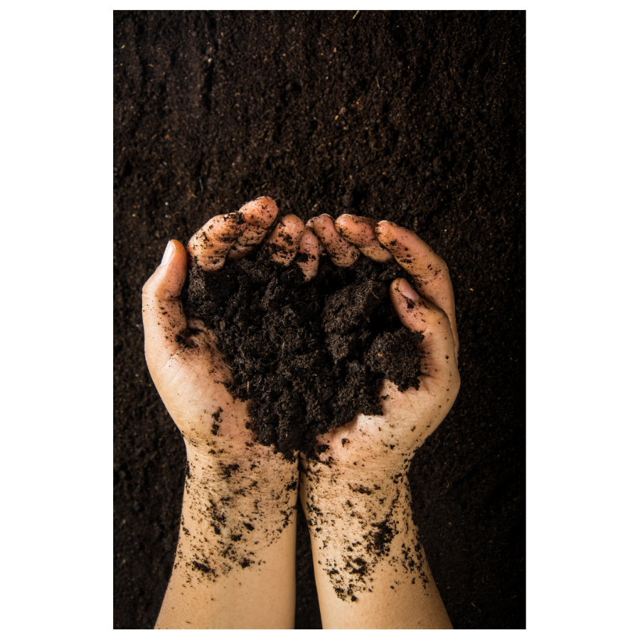 Komposzt halomozás gyümölcsösben, gazdag szerves anyag, gyümölcsfák háttérben