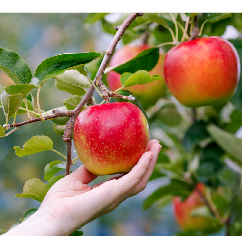 Hogyan műtrágyázzuk az almafákat? Szakmai tanácsok, adagolási táblázatok, ajánlott termékek