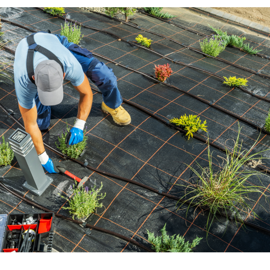 Csepegtetőrendszer zöldségeskertben, csepegtető cső paradicsom és paprika sorok mellett, víztakarékos öntözés