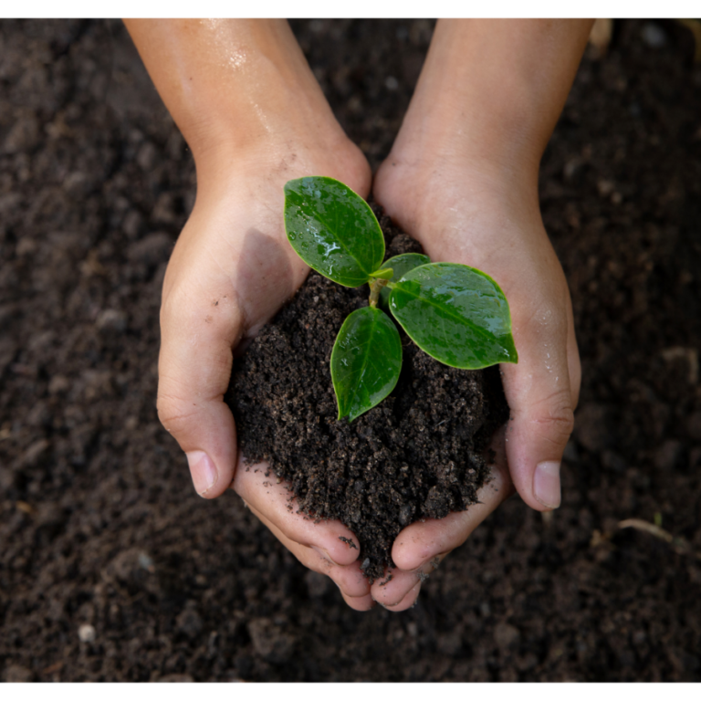 Talajmegjavítás: A sikeres gyümölcstermesztés alapja