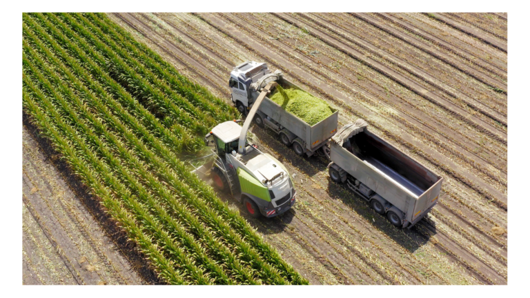 Édes és silókukorica vetőmagok összehasonlítása: főbb különbségek, beltartalom, profi választási szempontok