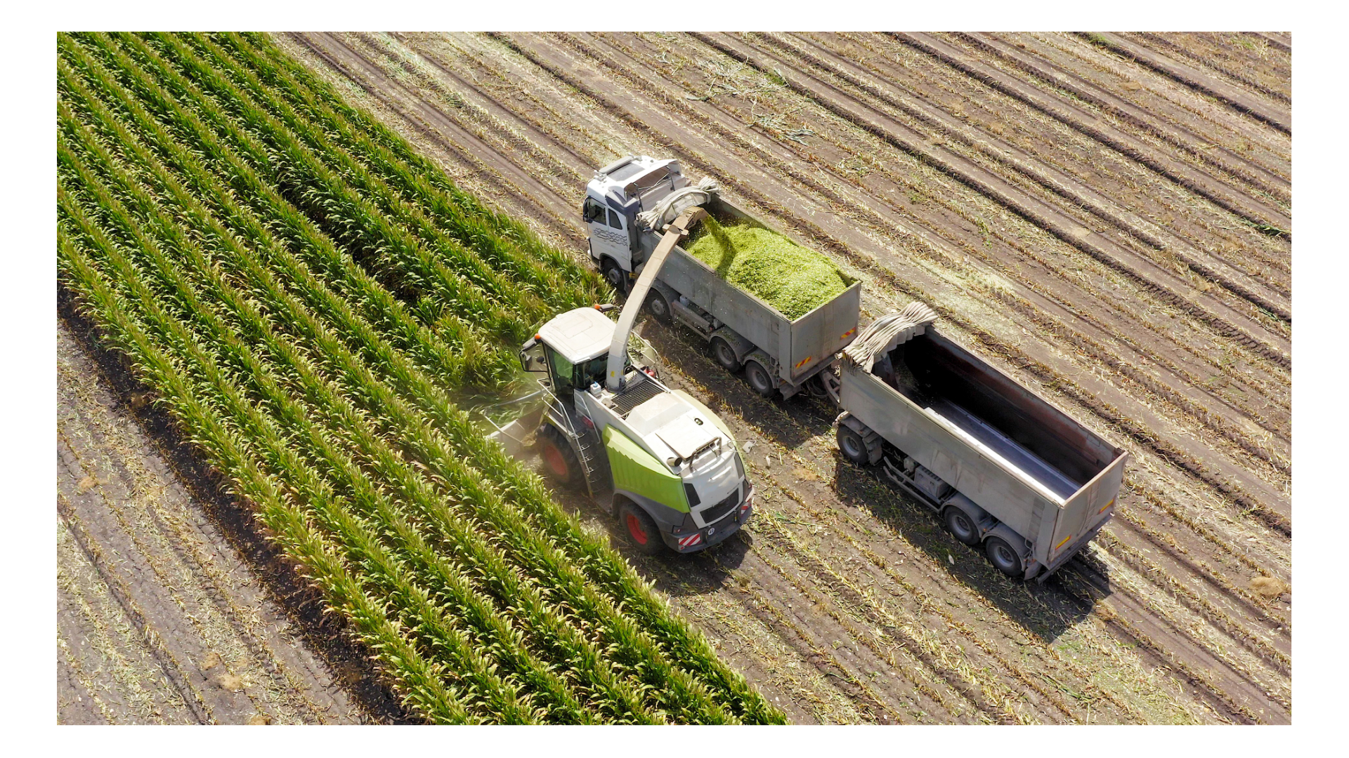 Édes és silókukorica vetőmagok összehasonlítása: főbb különbségek, beltartalom, profi választási szempontok