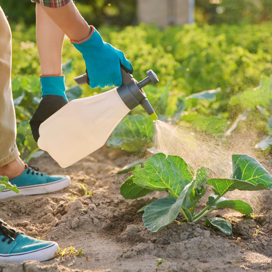 Közeli kép férfi kezéről növényeket permetez kertben, rovarirtás, kártevő-védekezés