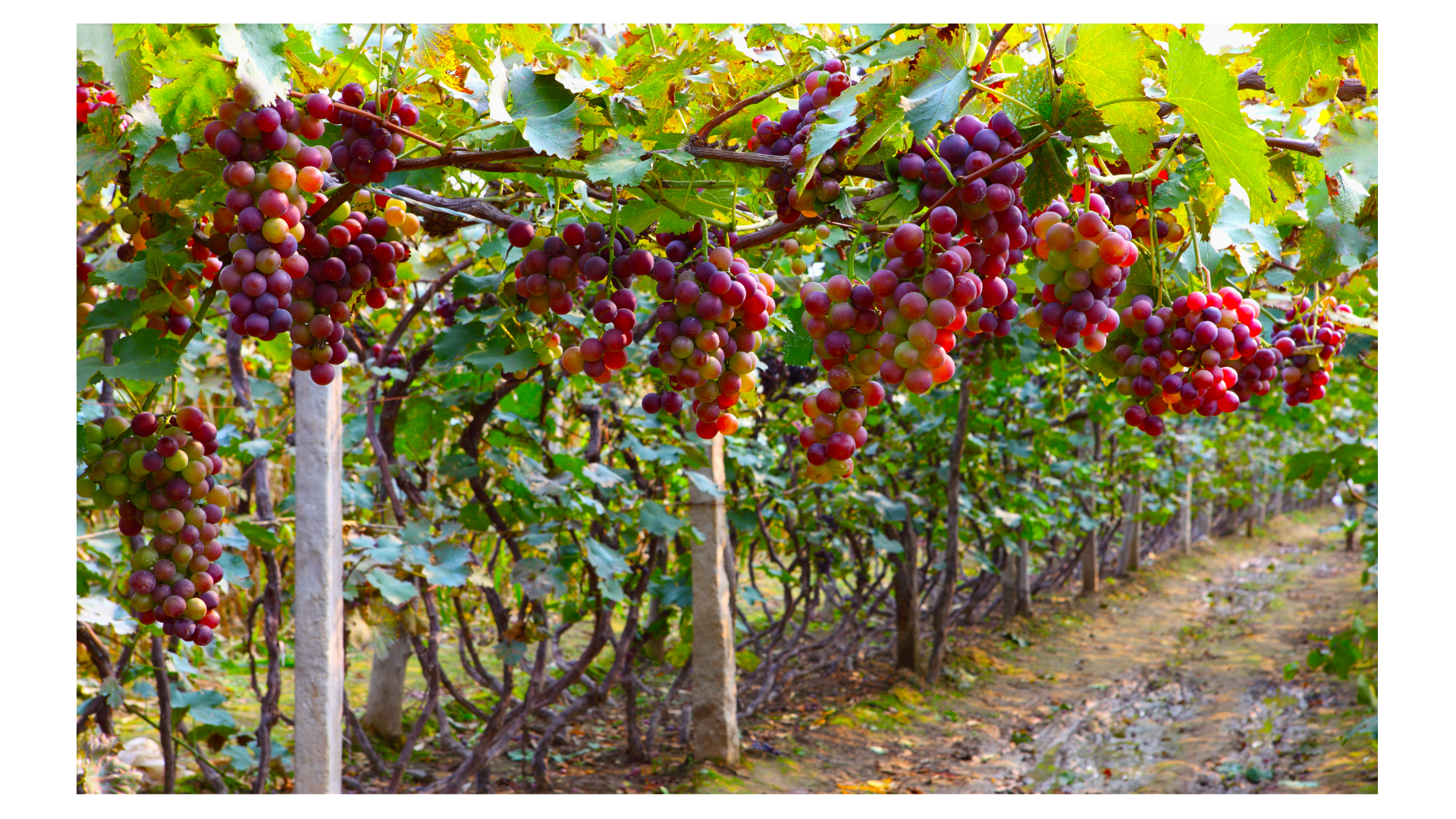 Szőlőpermetezési program lépésről lépésre: Legfontosabb betegségek és hatóanyagok