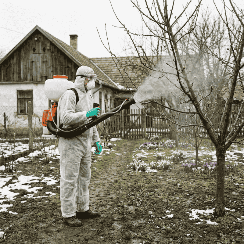 Lemosó permetezés gyümölcsfán februárban