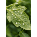 Miért jelenik meg a molytetƱ a növényeken tavasszal?