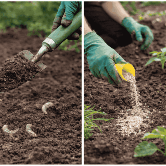 Miért fontos a talaj fertőtlenítése ültetés előtt? – Amit sok kertész elfelejt tavasszal
