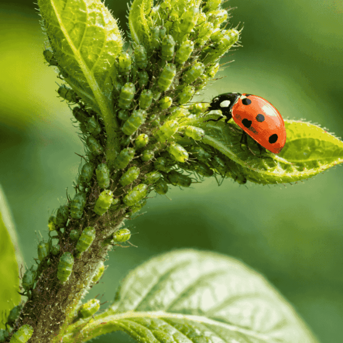 Levéltetű elleni védekezés tavasszal – Hogyan állítsuk meg a fertőzést időben?