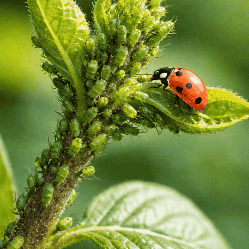 Levéltetű elleni védekezés tavasszal – Hogyan állítsuk meg a fertőzést időben?