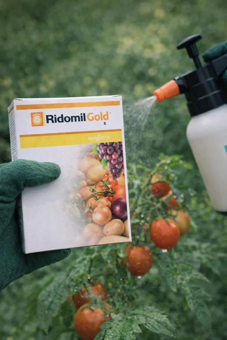 Ridomil Gold használata – paradicsom és burgonya gombabetegségei ellen