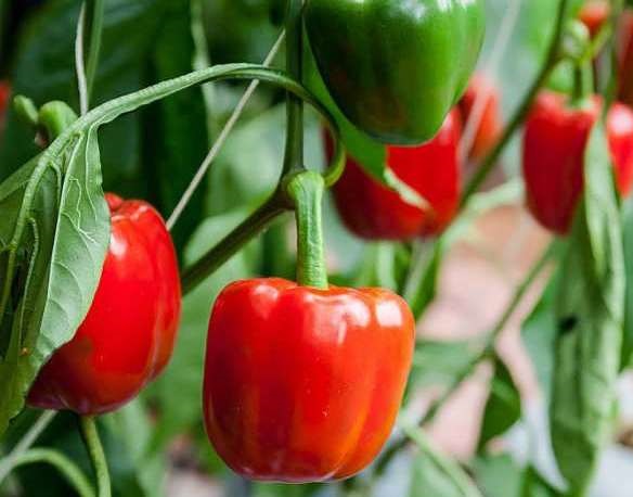 A Paprika Optimális Tápanyag-utánpótlási és Műtrágyázási Programja – Szakértői Útmutató